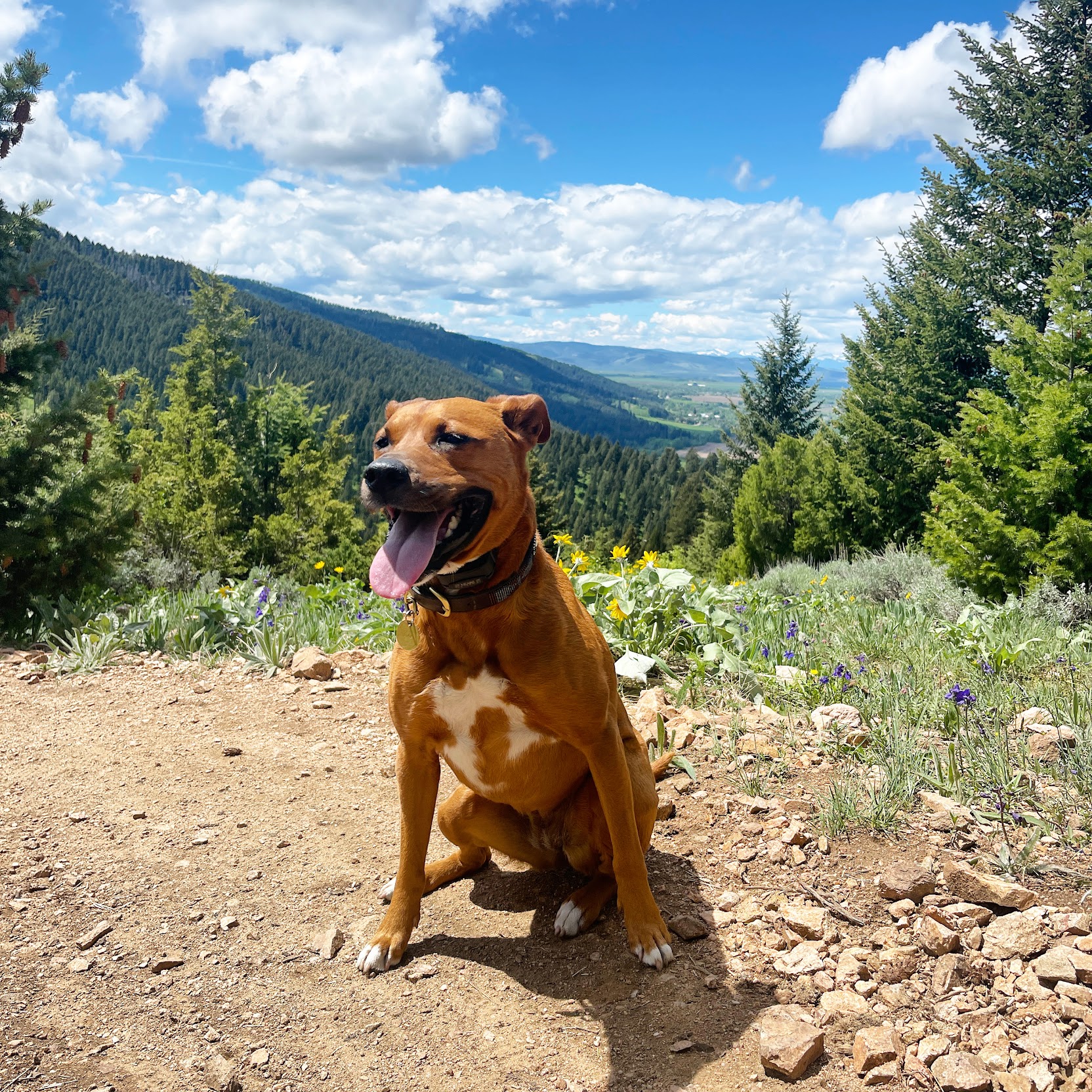 A happy dog sitting on a mountain hiking trail
